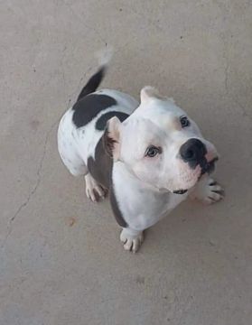 American bully pocket disponível para cobertura 
