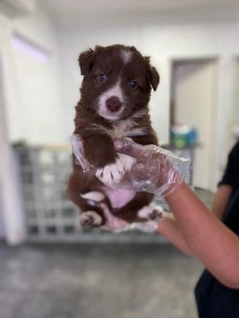Filhotes de Border Collie - O melhor amigo que você sempre quis !!