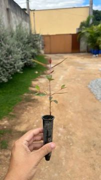 Eucalipto Arco-íris (tubete)