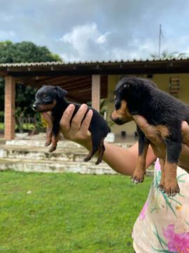 Filhotes de Pinscher Puro 