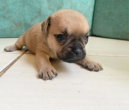 FILHOTES DE PUG À VENDA