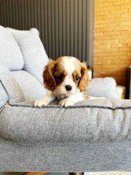 Cavalier King Charles Spaniel