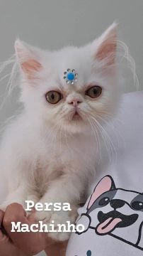 Gatinho Persa Macho Branco