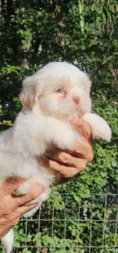 Shih Tzu - Perfeição a Vista