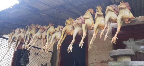 Vendo frango caipira 