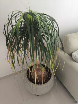 Planta paya de elefante com vaso Leroy merlin