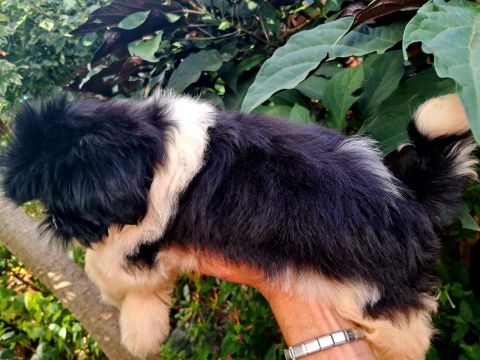 Filhotes Shih Tzu -  ler anúncio 
