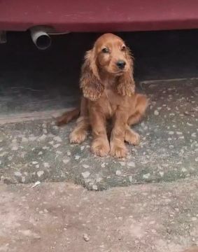 Filhote de Cocker Spaniel Inglês