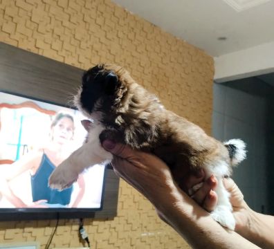 Linda fêmea Shitzu nascimento 11/02 em São Gonçalo 