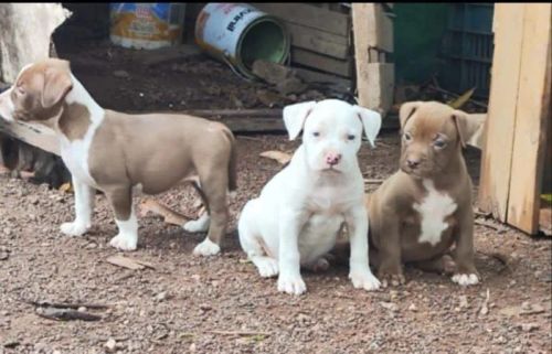 Lindos Filhotes de Pitbull 60 dias