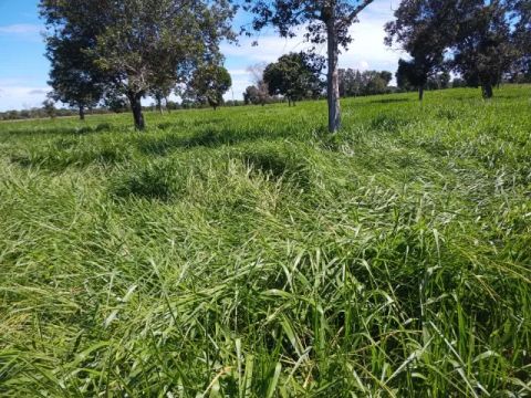 Fazenda na região de Cocalinho-MT ! 126 Alqueires ! Terra Plana / Vermelha