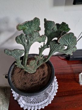 Cacto rabo de sereia em vaso