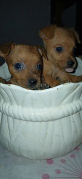  filhotes de Pinscher femias