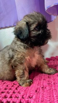 Filhote Shih Tzu 