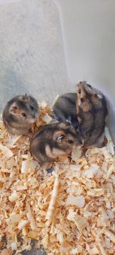 Hamster anão russo disponíveis, tenho Machos e fêmeas disponível!!