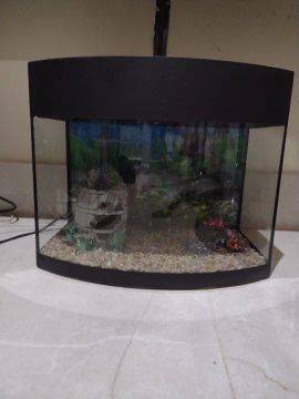 Aquário Curvo para Peixes 25 Litros