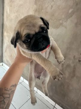 Filhote de Pug disponível para venda femea e macho 