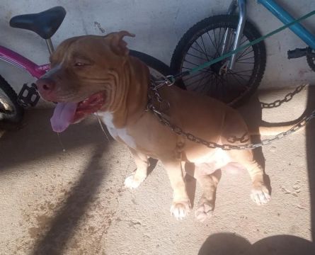 Pitbull monster 