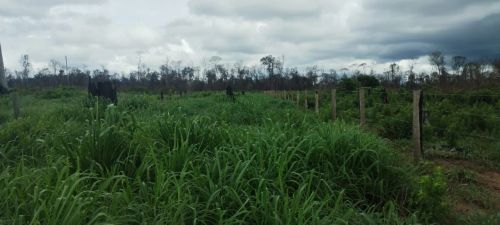 Fazenda arrendamento 1.200hec a 55km de Marcelandia MT. Grade na descrição 