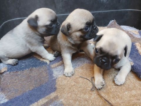 Três filhotes de Pug