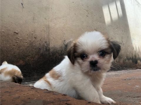 Filhotes Shih Tzu 