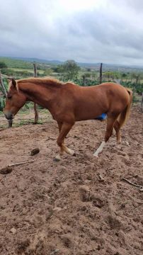 Potro 7/8 com 2 anos ,vender e trocar ,só não em outro cavalo