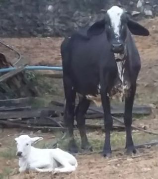 Vaca sem a Bezerra