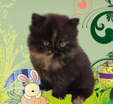 Gatinhos Persa muito dóceis e saudáveis