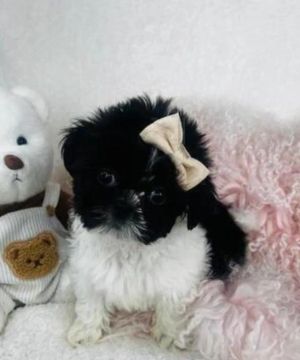 Filhotes fofas de Shih Tzu - Lindas Princesas 