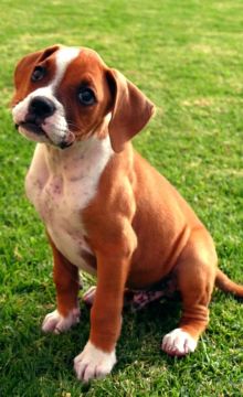 Esqueça o Estresse - Filhotes de Boxer Cheios de Carinho Prontos para um lar!