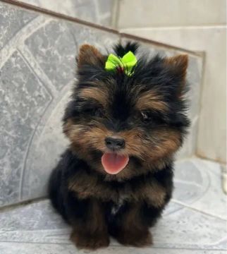 Yorkshire Terrier Fêmea - Lindíssima fêmea 50 dias 