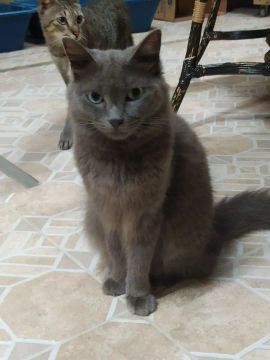 Gatinha castrada pra adoção 