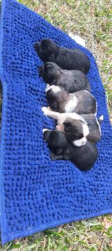 Filhotes de Shih Tzu