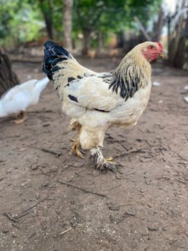 Frango macho da raça Brahma 