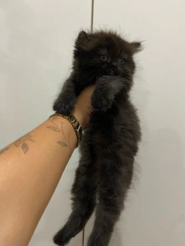 Vendo filhote de gato persa 