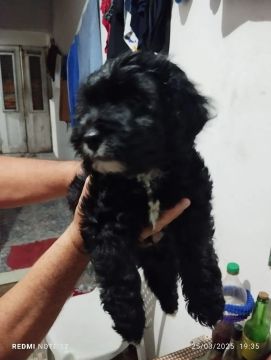 Filhotes de poodle