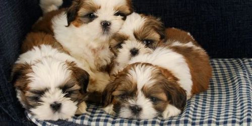 Filhotes ShihTzu