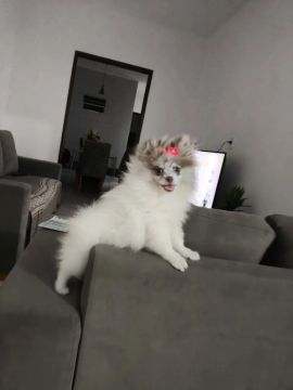 Filhote de Spitz Alemão