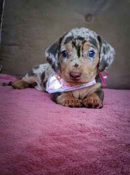 Filhotes Dachshund - Cofap - Fêmeas 