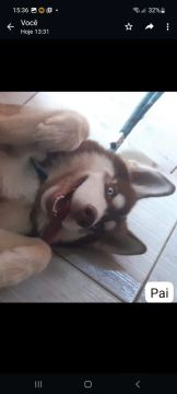 Husky Siberiano Filhóte