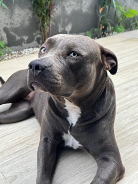 Procuro um namorado pitbull blue nose 