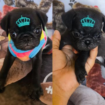 Pug macho venda/ troca