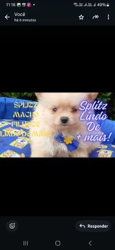 Splitz Lindo de Mais!