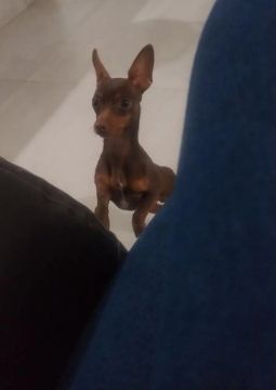  Pinscher 8 meses 