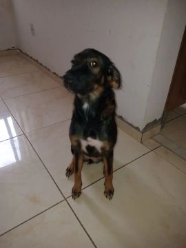 Adoção Linda cadelinha de 5 meses 