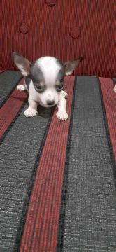 Pinscher fêmeas e macho