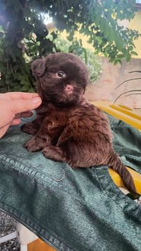  Shih Tzu Chocolate