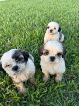Shih Tzu/ Porto Velho Rondônia 