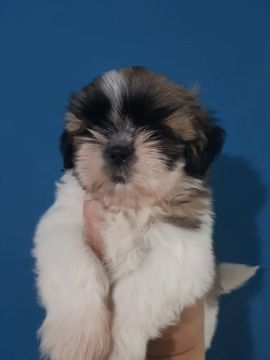 Filhote de Shihtzu Macho
