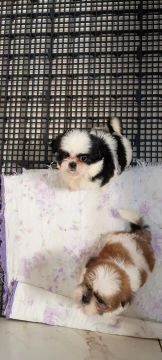 Temos filhote de shih Tzu 